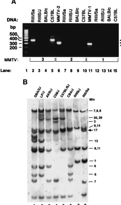 FIG. 3. (A) PCR evidence for the presence of RIII/Sa MMTV-3-speciﬁc sequences in the genomic DNA of RIII/Sa (lane 2) and C57BL