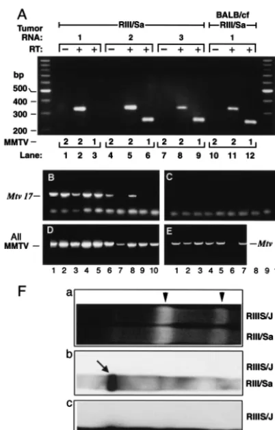 FIG. 4. (A) Patterns of the expression of the RIII/Sa MMTV-1(lanes 3, 6, and 12) and MMTV-2 (lanes 2, 5, 8, and 11) ORF in