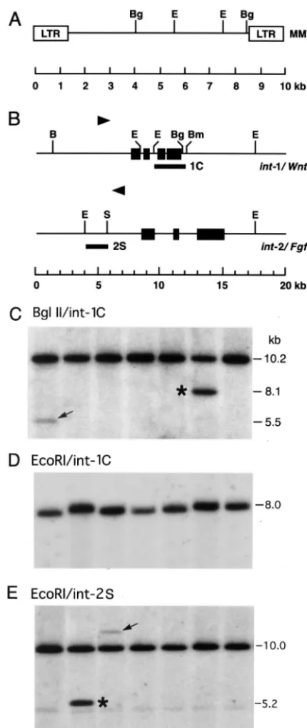 FIG. 5. Southern blot hybridization for the detection of intandmors from RIII/Sa mice
