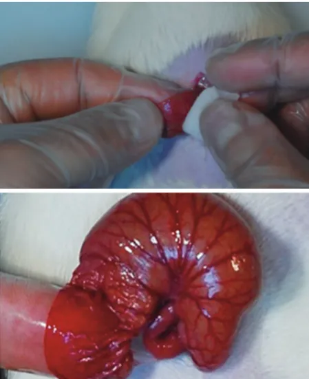 Fig. 1. The cecum was rubbed until subserosal haemorrhage and punctate bleeding developed.