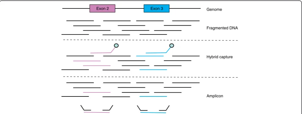 Fig. 3 Amplicon-based and hybrid capture sequencing methods. The figure shows a hypothetical gene for which a clinical assay sequencesexons 2 and 3