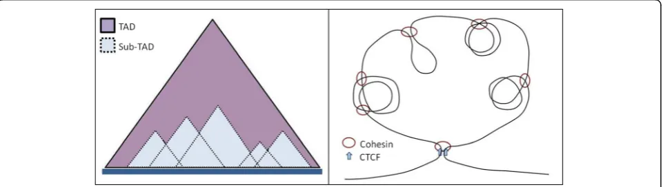 Fig. 1 Schematic representation of how smaller TAD-like structures (sub-TADs) emerge from Hi-C contact matrix and how they might be formingin three dimensions