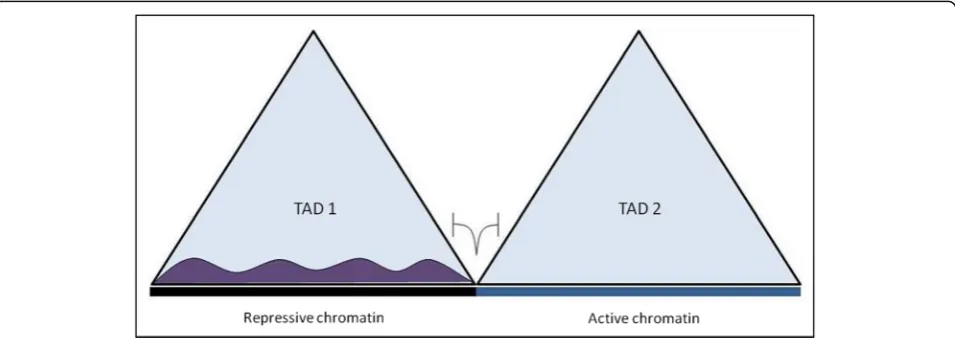 Fig. 3 Schematic representation to show that TAD boundary restricts the spread of heterochromatinization
