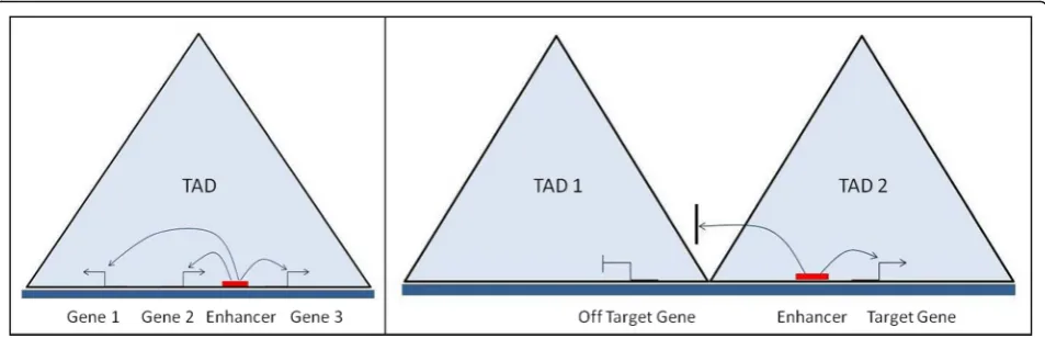 Fig. 4 Schematic representation showing coordinated expression of genes mediated by an enhancer interacting with multiple promoters withinthe same TAD and a TAD boundary restricts enhancer interaction and activity only to target genes within the same TAD