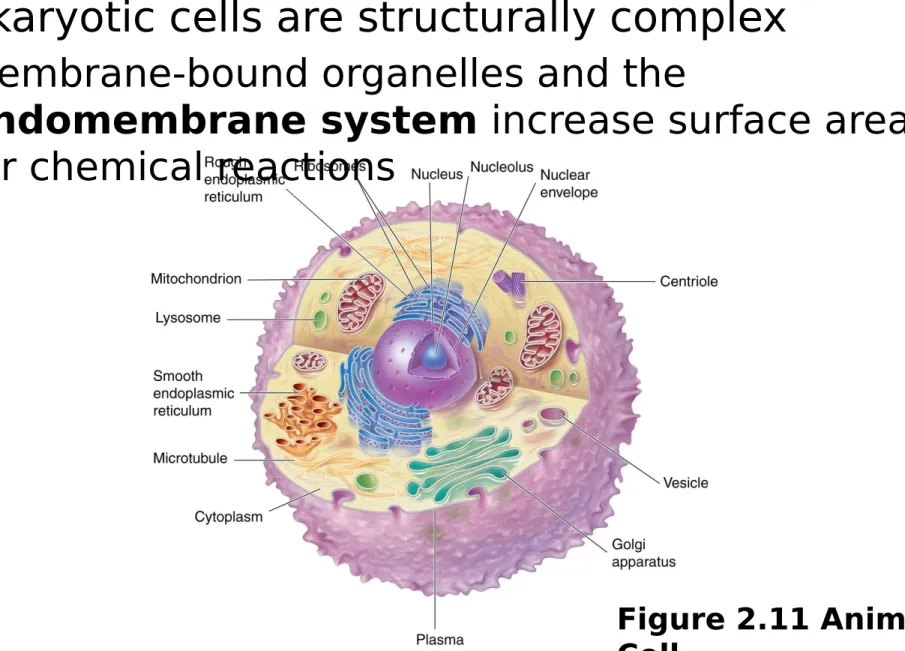 Figure 2.11 Animal  Cell