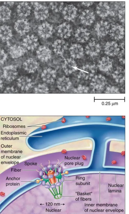 Figure 2.19 The  Nuclear Pore  Complex