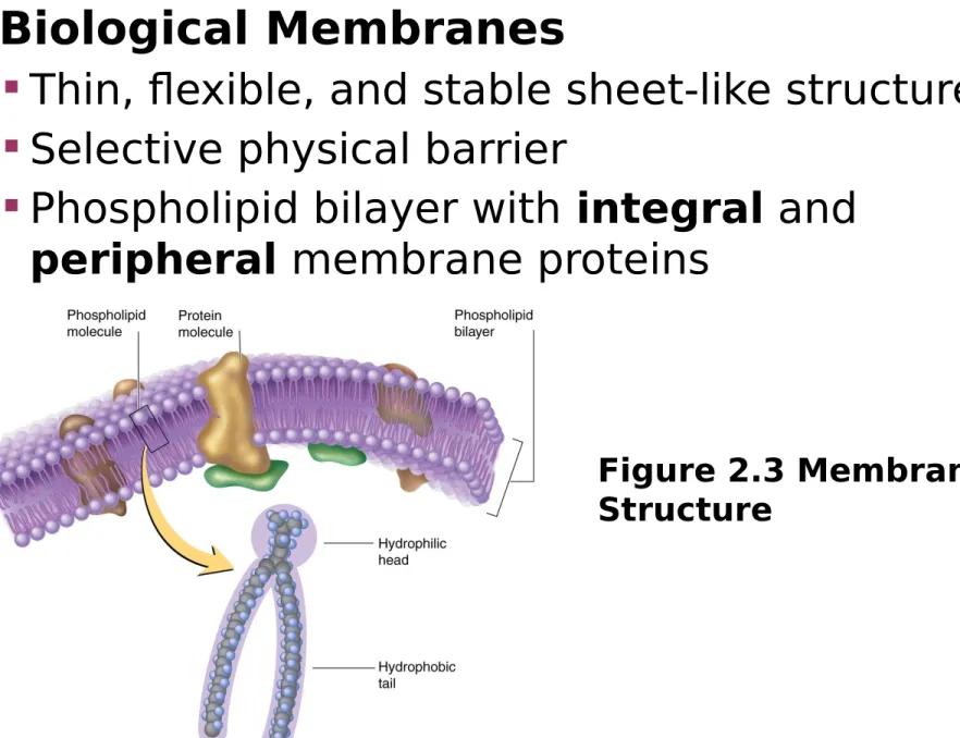 Figure 2.3 Membrane  Structure