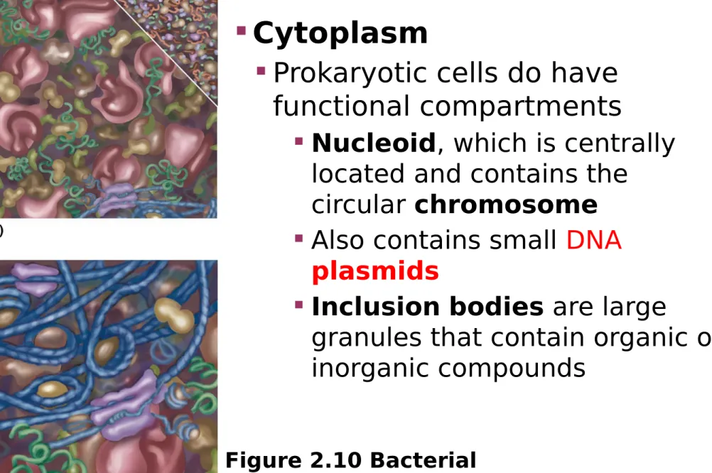 Figure 2.10 Bacterial  Cytoplasm