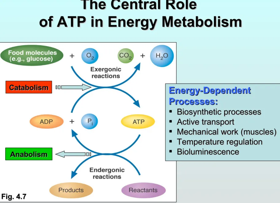 Fig. 4.7Fig. 4.7 CatabolismCatabolismAnabolismAnabolism Energy-Dependent Energy-Dependent Processes:Processes: