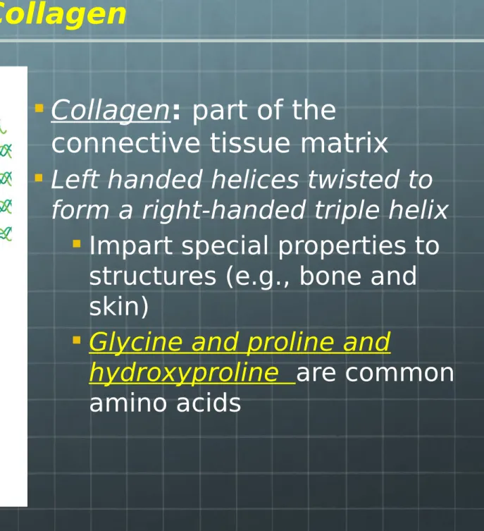 Figure 5.35 Collagen  Fibrils