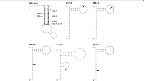 Fig. 3 Predicted effects of 29T>C, 30G>A, 50G>A, 51G>A and 53C>G on the 5′ stem-loop structure of U4atac