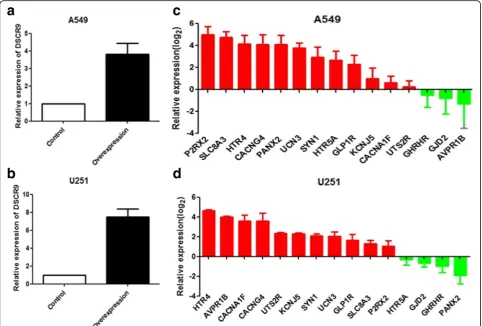 Fig. 7 Bioinformatics predictions were validated by QPCR. a The DSCR9 stable overexpression A549 and U251 cell lines were constructed