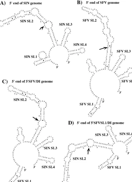 FIG. 1. Computer-predicted secondary structures of the 5�end of 5 end of SIN genome present in 5�SIN/DI RNA (A), 5� end of SFV genome (B), 5��SFV/DI RNA (C), and 5� end of 5�SFVSL1/DI RNA (D)