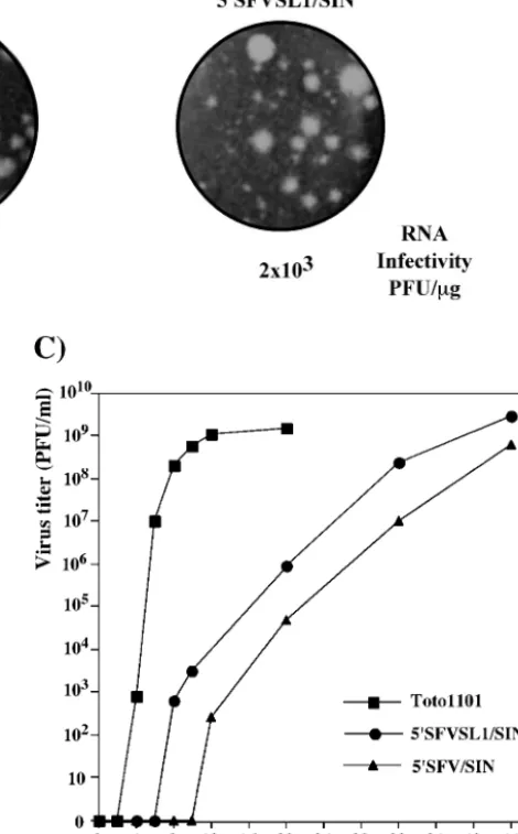 FIG. 3. Selection of SIN variants with heterologous 5�of replication in BHK-21 cells. (A) Nucleotide sequences of the 5of the RNAs used for electroporation
