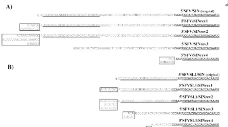 FIG. 4. Nucleotide sequences of the heterologous 5�micrograms of in vitro-synthesized, full-length RNA transcripts of 5cells, and plaques were randomly selected directly during the infectious center assay