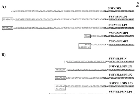 FIG. 6. Nucleotide sequences in the genomes of 5�generated after electroporation of in vitro-synthesized RNAs were passaged three times on BHK-21 cells at a high MOI (20 PFU/cell), followedby one passage at an MOI of 0.1 and one passage at an MOI of 0.01 P