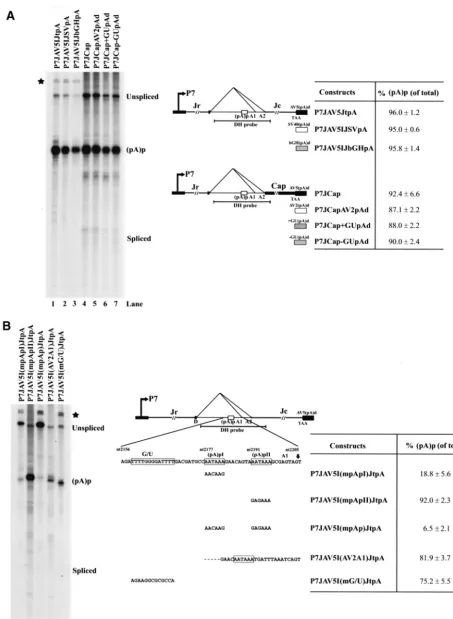 FIG. 2. Mapping of the minimal cistransfected with various P7 minimal plasmids based on P7JAV5IJtpA or P7JCap that had alterations to their 3-acting sequences within the intron required for AAV5 RNA polyadenylation at (pA)p