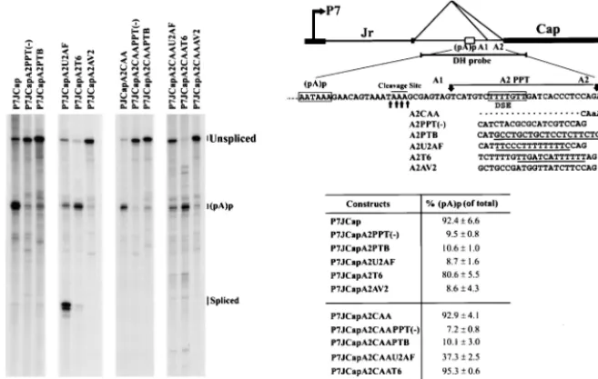 FIG. 3. Efﬁcient polyadenylation of P7-driven transcripts at (pA)p requires a DSE that overlaps with the A2 3�were transfected with the P7JCap (diagrammed on the right, top) and the P7JCapA2CAA-based plasmids, which contain various mutations of theA2 3unde