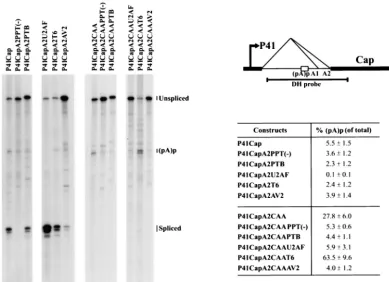 FIG. 4. Efﬁcient polyadenylation of P41-driven transcripts at (pA)p requires a downstream element that overlaps with the A2 3�site and competes with the splicing process