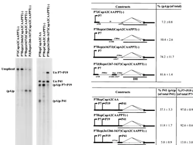 FIG. 5. Efﬁcient polyadenylation of P7-and P19-generated RNAs at (pA)p requires an USE that lies upstream of the P41 promoter