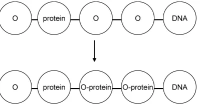 Figure 1: Modiﬁcation of “Otransfer information on a preceding named entity.