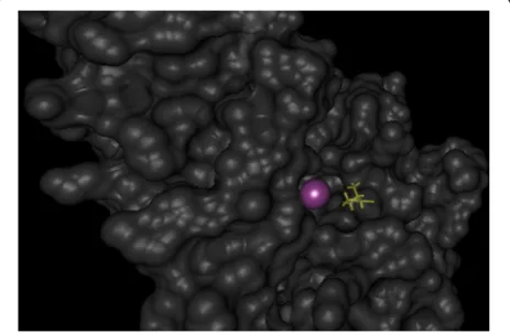 Fig. 2 Cutout of the solvent-excluded surface of JUP. The purplesphere represents the center of a predicted binding site