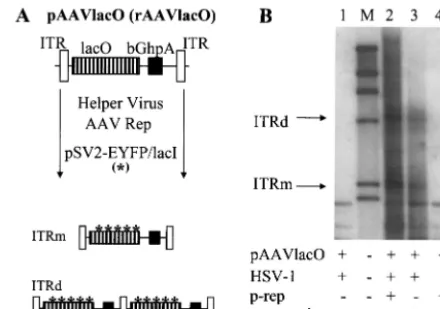FIG. 1. (A) The principle of visualizing AAV DNA replication.Plasmid pAAVlacO (or rAAV [rAAVlacO]) contains the AAV ITR-