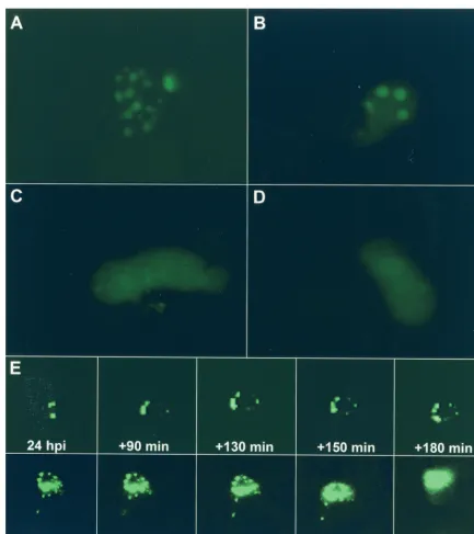 FIG. 3. Visualization of AAV DNA replication in live HeLa cells. Cells were cotransfected with pSV2-EYFP/lacI and p-rep and subsequentlyinfected with rAAVlacO and helper virus, either HSV-1 (A) or Ad (B)