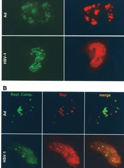 FIG. 4. Visualization of AAV DNA replication compartments (green) and AAV Rep (red) in live HeLa cells