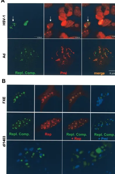 FIG. 5. (A) Confocal microscopy of HeLa cells transfected with pSV2-EYFP/lacI and p-rep and infected with rAAVlacO and either HSV-1(top) or Ad (bottom)