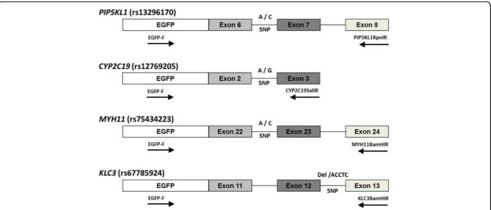 Fig. 1 Schematic representation of minigene constructs. SNPs in the branching point sites are indicated