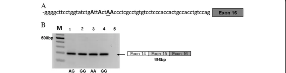Fig. 4 Nucleotide sequences ofsubstitution minigene constructs: ACCTC (Wt); ACCTC deletion (Del); Wt with AG (AG form); Wt with GA (GA form); Wt with GG (GG form) and Del with KLC3 intron 12 and alternative splicing forms in minigene-transected 293T cell