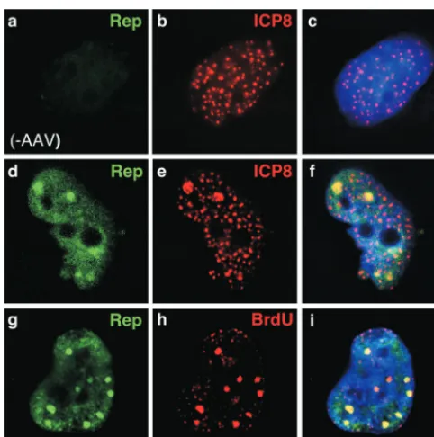 FIG. 2. AAV colocalizes with ICP8 at discrete sites formed bytransfection of HSV-1 helper genes
