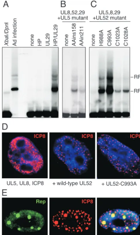 FIG. 3. The helicase-primase activities of the UL5-UL8-UL52complex are not required for AAV helper activity