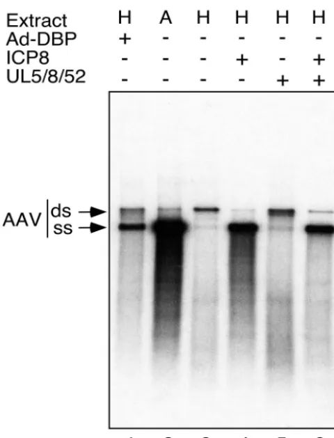 FIG. 4. The product of the HSV-1 UL29 gene (ICP8) and theAd-DBP protein fulﬁll analogous functions and provide a direct helper