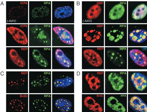 FIG. 5. Accumulation of RPA at sites of AAV replication. Various combinations of Ad and HSV-1 proteins that allow replication of AAV wereanalyzed by indirect immunoﬂuorescence after transfection of HeLa cells