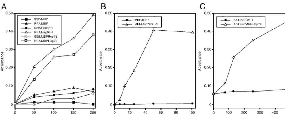 FIG. 7. ssDBPs enhance Rep binding to the AAV hairpin ITR. EMSAs were performed with the DNA (1,000 cpm) incubated with the indicated amounts of MBPRep78 protein in the presence or absence of the ssDBPs