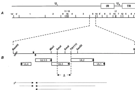 FIG. 1. Diagram of the UL3 coding region and construction of PrV-�Bamare transcribed into 3upward)