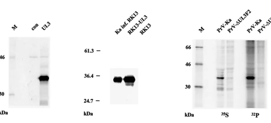 FIG. 2. Identiﬁcation of the PrV UL3 protein. (A) Puriﬁed PrV-Ka and PrV-�((L) were analyzed by Western blotting with monospeciﬁc sera against the UL3 (�-gH) or a monoclonal antibody against gB (UL3F2 virions (V) and the respective infected cell lysates�-U