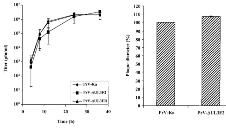 FIG. 6. Growth properties of PrV-�harvested immediately or 4, 8, 12, 24, and 36 h p.i