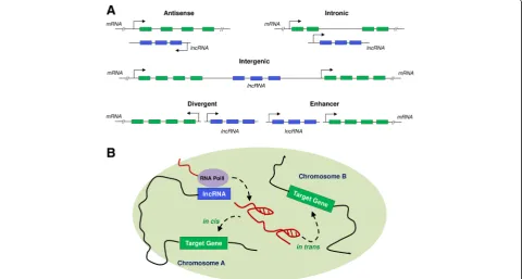 Fig. 1 Bio-types of lncRNAs and enhancer-derived lncRNA function. a Different bio-types of lncRNAs based on their genomic location includeantisense, intergenic, intronic, divergent and enhancer-derived lncRNAs