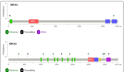 Fig 3 Distribution of the BRCA1 and BRCA2 mutations identified in the clinical cohort