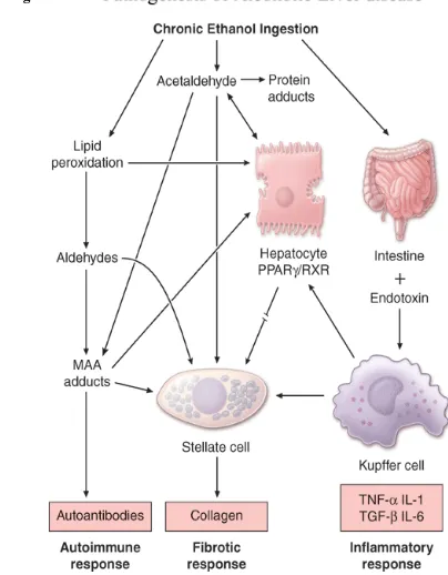 Figure: 4 Pathogenesis of Alcoholic Liver disease  
