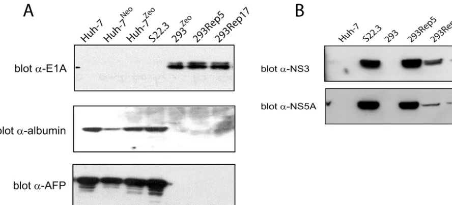 FIG. 3. 293Rep cells express 293- and HCV-speciﬁc proteins. (A) Western blot analysis of 293Rep cells