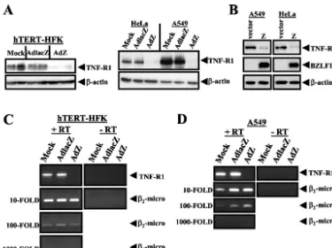 Fig. 4B, BZLF1 expression from plasmid DNA also decreased