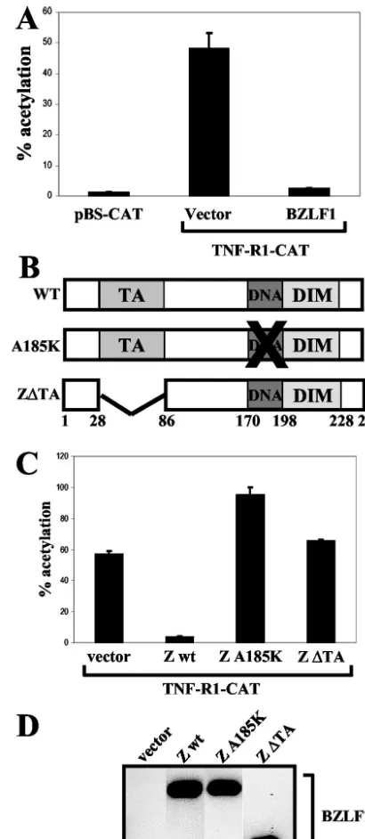 FIG. 5. BZLF1 inhibits TNF-R1 promoter activity. (A) HeLa cellswere transfected with 500 ng of vector control or BZLF1 expression