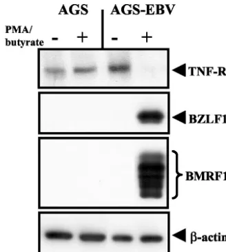 FIG. 6. TNF-R1 expression is downregulated during EBV lytic re-activation. EBV-negative AGS and EBV-positive AGS-EBV cells were