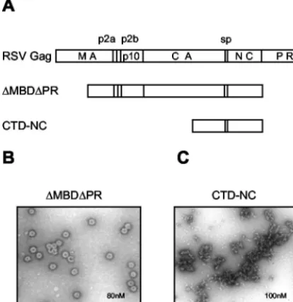 FIG. 1. Schematic representation of proteins and electron micro-graphs of assembly products
