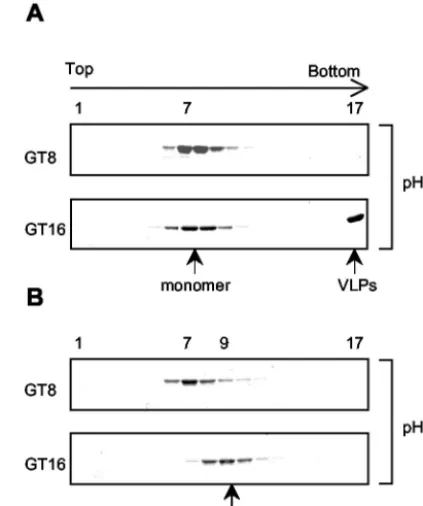 FIG. 3. Sedimentation analysis of �GT8 or GT16. The protein-oligonucleotide mixtures were layered on a10-to-30% (wt/vol) sucrose gradient and centrifuged for 24 h at 50,000rpm in an SW60 rotor