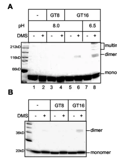FIG. 4. Cross-linking analysis. Protein-oligonucleotide mixtureswere incubated with or without 2 mM DMS at pH 8.0 for 2 h at room